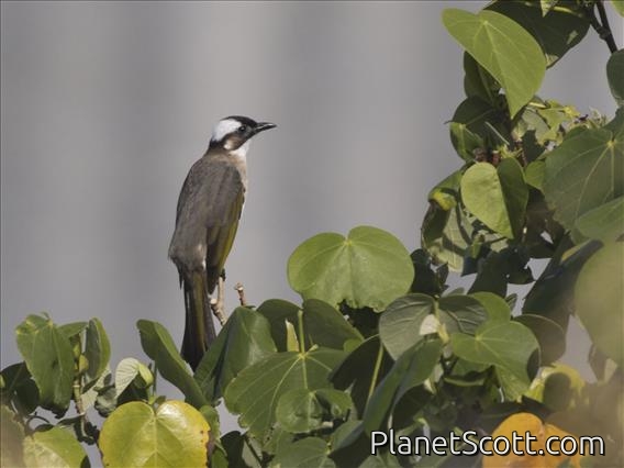 Light-vented Bulbul (Pycnonotus sinensis)