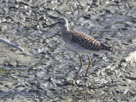 Wood Sandpiper (Tringa glareola)