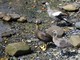 Upland Geese, Tierra Del Fuego