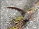 Sword-tailed Newt (Cynops ensicauda)