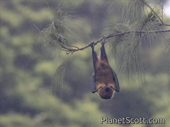 Ryukyu Flying Fox (Pteropus dasymallus)