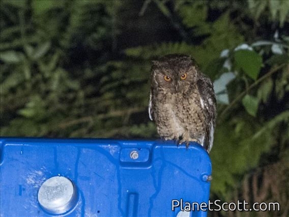 Japanese Scops-Owl (Otus semitorques)