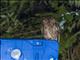 Japanese Scops-Owl (Otus semitorques)