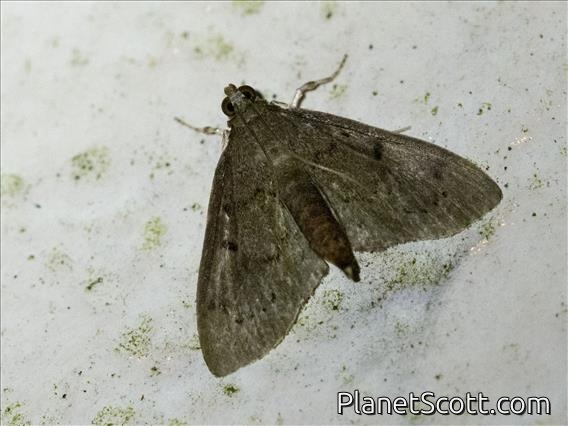 Crambid Snout Moth (Crambidae sp)
