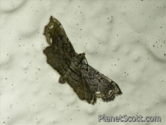 Crambid Snout Moth (Neomusotima fuscolinealis)