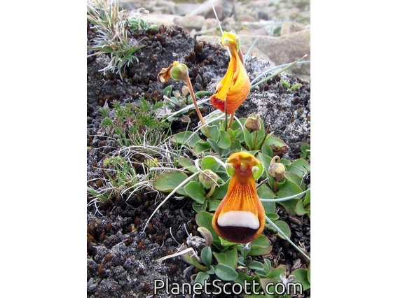 Orchid, Parque National Los Glaciares