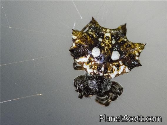 Asian Spinybacked Orbweaver (Thelacantha brevispina)