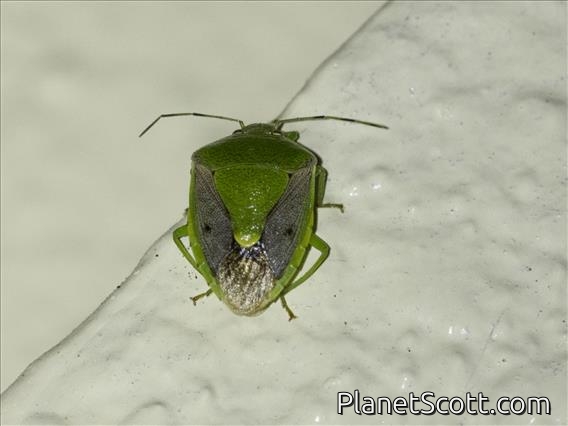 Oriental Stink Bug (Plautia stali)