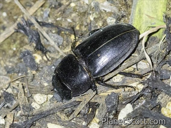 Stag Beetle (Serrognathus titanus)