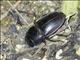 Stag Beetle (Serrognathus titanus)