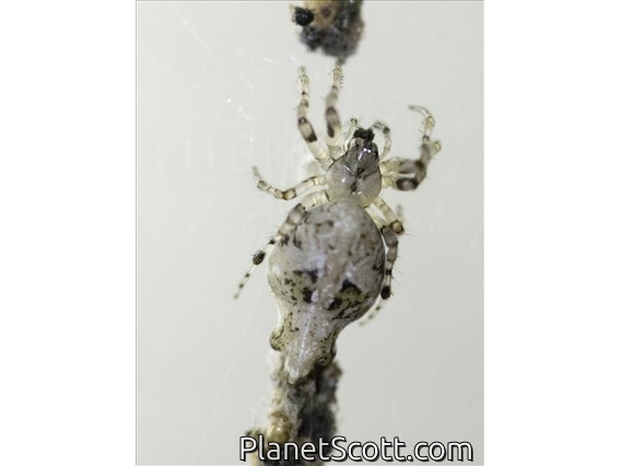 Common Garbage-Line Web Spider (Cyclosa insulana)