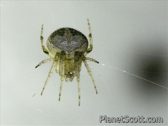 Orbweaver Spider (Neoscona subpullata)