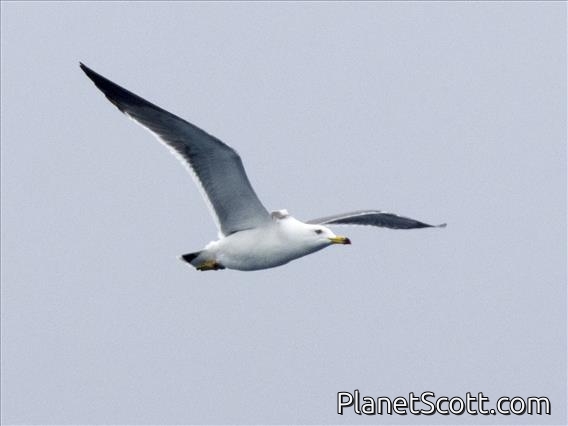 Black-tailed Gull (Larus crassirostris)