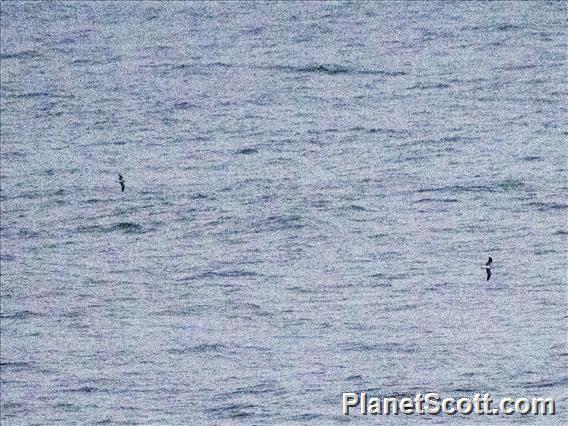 Streaked Shearwater (Calonectris leucomelas)