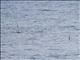 Streaked Shearwater (Calonectris leucomelas)