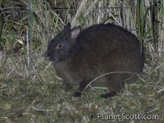 Amami Rabbit (Pentalagus furnessi)