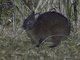 Amami Rabbit (Pentalagus furnessi)