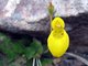 Yellow Lady's Slipper (Calceolaria biflora)