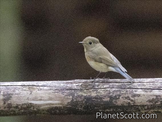 Red-flanked Bluetail (Tarsiger cyanurus)