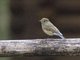 Red-flanked Bluetail (Tarsiger cyanurus)