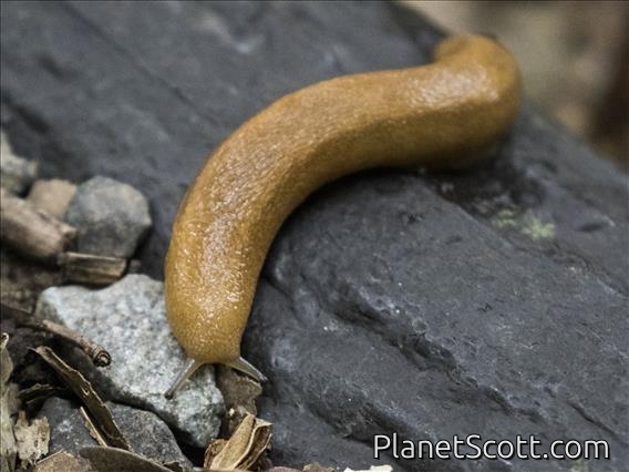 Amami Slug (Meghimatium sp)