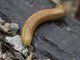 Amami Slug (Meghimatium sp)