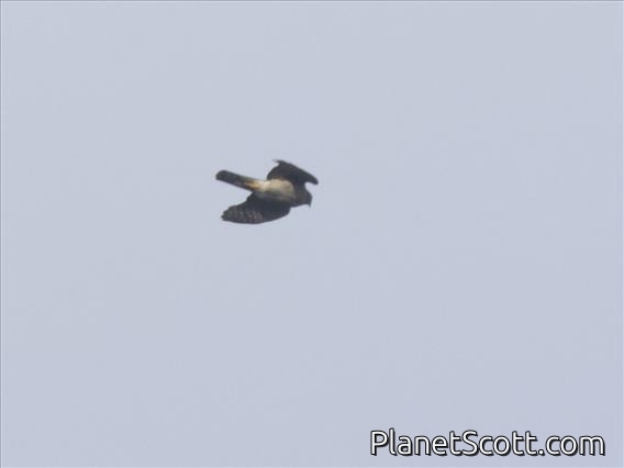 Japanese Sparrowhawk (Accipiter gularis)