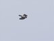 Japanese Sparrowhawk (Accipiter gularis)