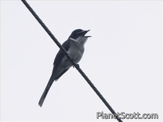 Ryukyu Minivet (Pericrocotus tegimae)