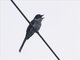 Ryukyu Minivet (Pericrocotus tegimae)