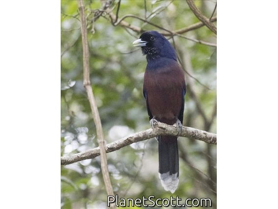 Lidth's Jay (Garrulus lidthi)