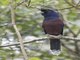Lidth's Jay (Garrulus lidthi)