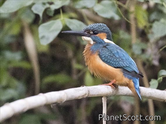 Common Kingfisher (Alcedo atthis)