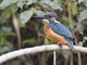 Common Kingfisher (Alcedo atthis)
