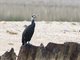 Great Cormorant (Phalacrocorax carbo)