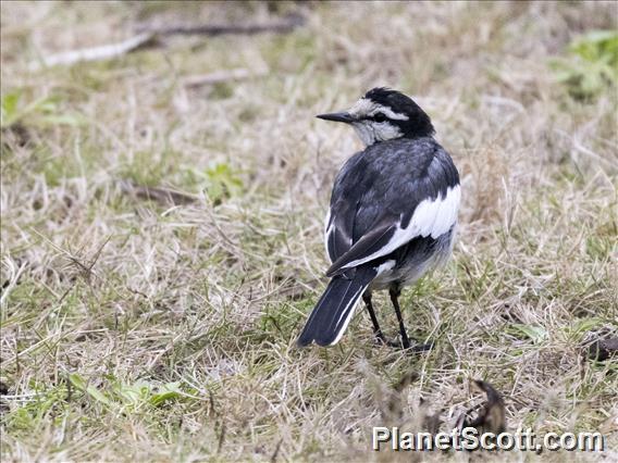 White Wagtail (Motacilla alba)