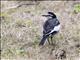 White Wagtail (Motacilla alba)