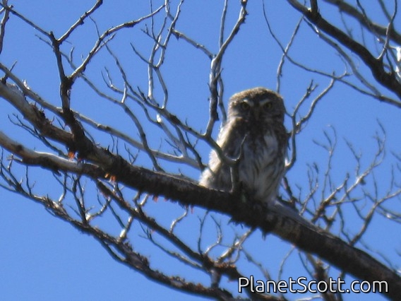 Austral Pygmy Owl, Parque Los Glaciares