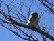 Austral Pygmy Owl, Parque Los Glaciares