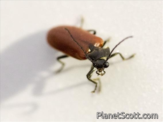 Soldier Beetle (Cantharidae sp)