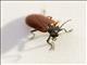 Soldier Beetle (Cantharidae sp)