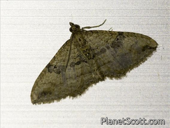 Gem Moth (Orthonama obstipata)