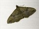 Gem Moth (Orthonama obstipata)