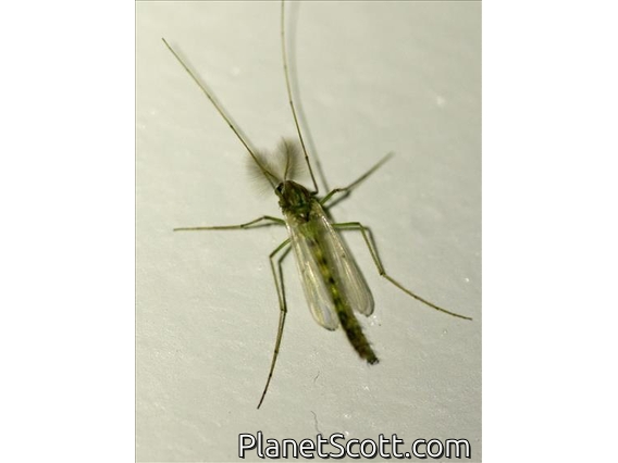 Non-biting Midge (Chironomidae sp)