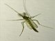 Non-biting Midge (Chironomidae sp)