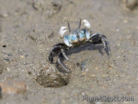 Sand Bubbler Crab (Ilyoplax pusilla)