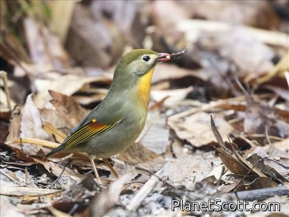 Red-billed Leiothrix (Leiothrix lutea)