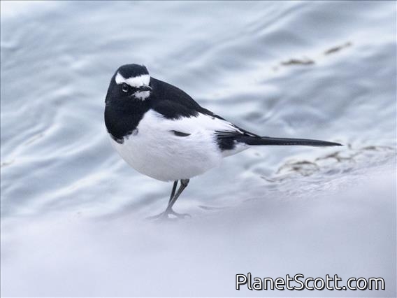 Japanese Wagtail (Motacilla grandis)