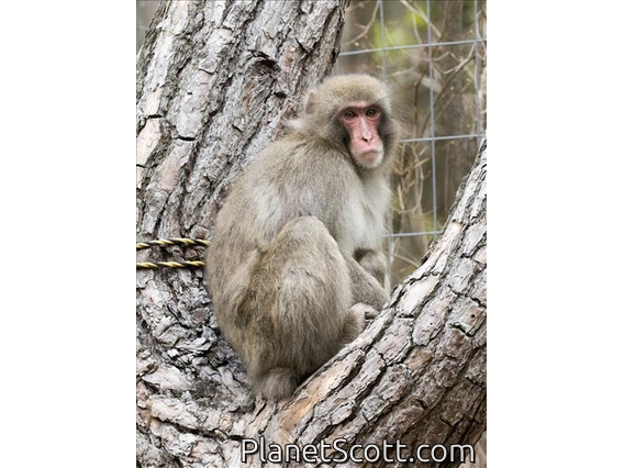 Japanese Macaque (Macaca fuscata)