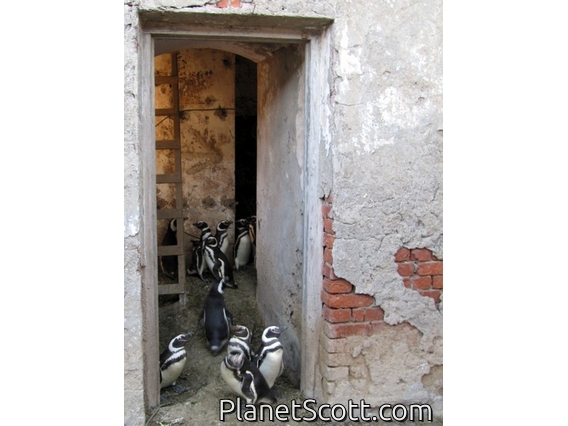 Magellanic Penguins, Isla Pinguinos